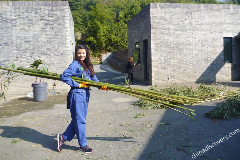 1 Day Dujiangyan Panda Volunteer Tour Chengdu Tours