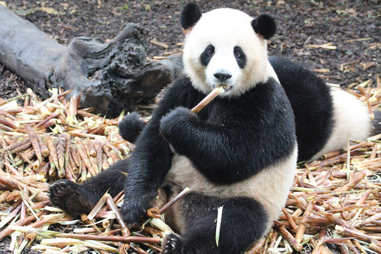 4 Days Ultimate PANDA Tour for Panda Fans Dujiangyan Tours