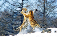 Siberian Tiger Park 